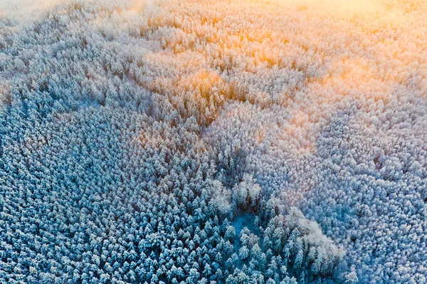 Beautiful morning starts over snowy trees, aerial landscape. After heavy snow storm in forest, amazing scenery