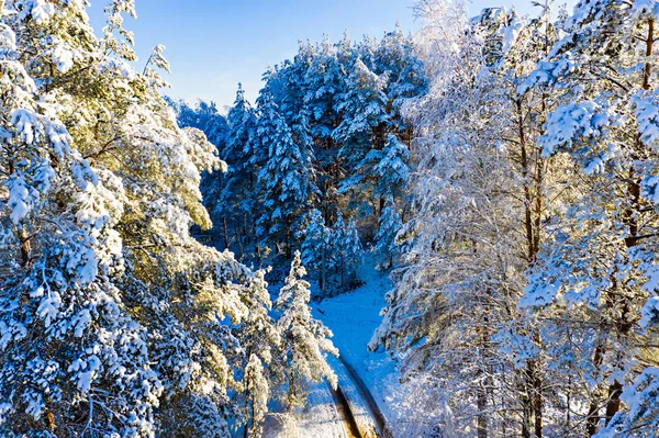 O sol brilhante brilha na floresta conífera nevada, paisagem de inverno. Conceito de geada — Fotografia de Stock