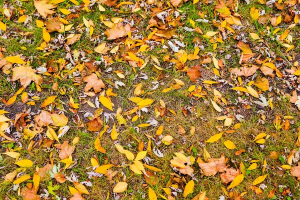 Suche liście leżące w parku, liście tekstury. Tło elementu organicznego — Zdjęcie stockowe