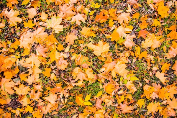 Klonowe listowie na ziemi jesienią, faktura przyrody. Koncepcja zmiany sezonowej — Zdjęcie stockowe