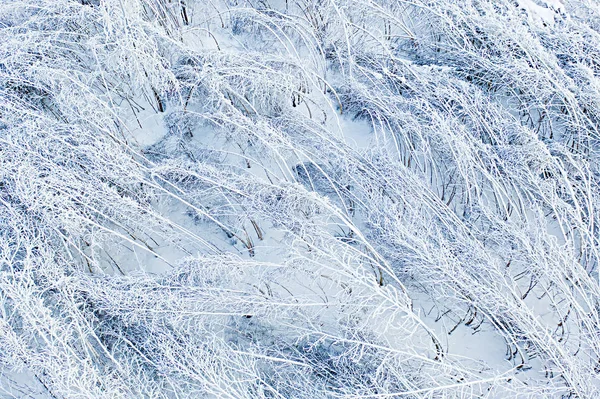 Bäume stürzten nach heftigem Schneefall um, Wintereinbruch. Blizzard-Konzept. junge Waldlandschaft — Stockfoto