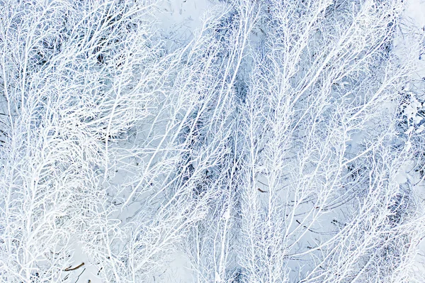 Bäume nach starkem Schneefall. Luftaufnahmen aus der Nähe. Winterkonzept — Stockfoto