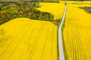 Ekilmiş tarlalarda ıssız bir yol. Kolza tarlaları. Alternatif Dizel