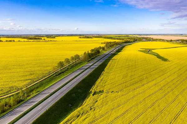 Mayıs Belarus Kırsal Kültür Sarı Bir Tarlada Güzel Bir Yol — Stok fotoğraf