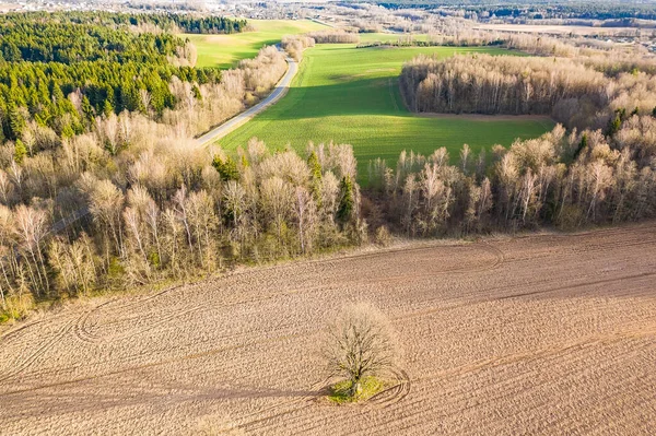 Aerial survey of forest and fields in May. Lonely tree in the field.