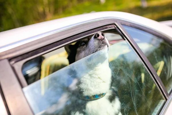 Husky köpeği arabada kilitli oturur ve hava soluyarak nefes alır. Hayvanları taşıma konsepti.