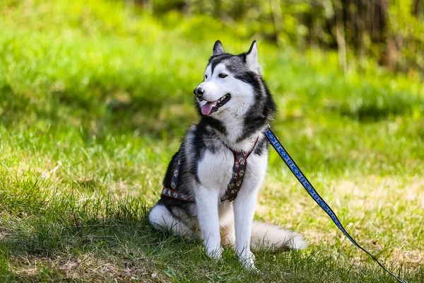 Schöne Husky Hündin Sitzt Sommer Gras — Stockfoto