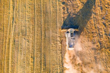 Küçük sarı bir hasatçı gün batımında tahıl toplar. Yukarıdan görüntüle