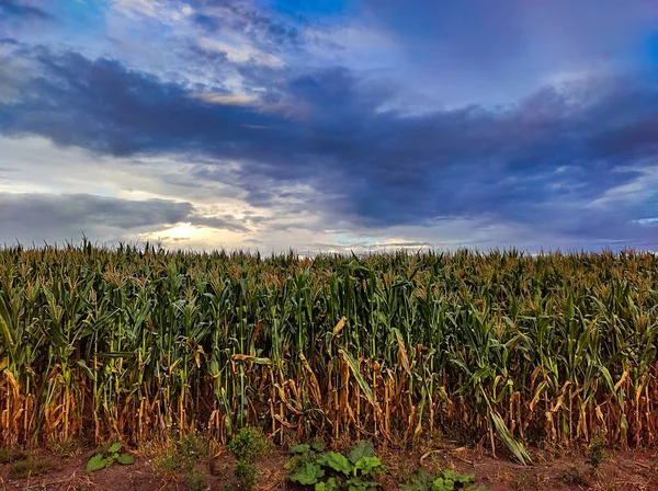 Reifer Mais Auf Blauem Himmel — Stockfoto