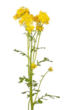 Beyaz bir arka plan karşı izole parlak sarı bahar çiçekleri Kuzey Amerika yerli ot cressleaf groundsel veya butterweed (Packera glabella, eskiden Senecio glabellus) ile uzun sap