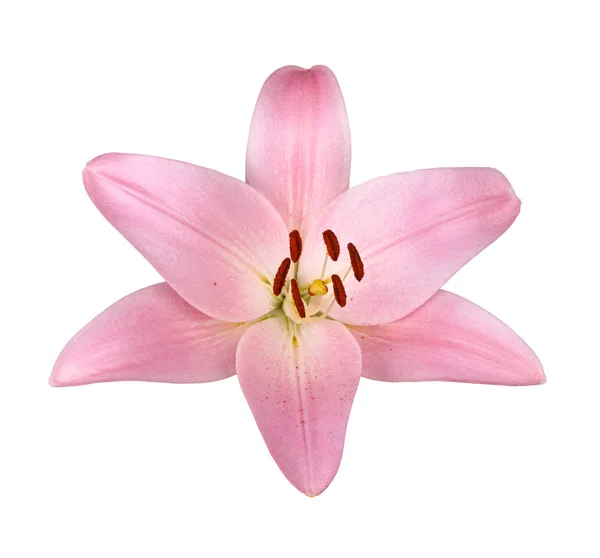 Einzelne Helle Rosafarbene Blüte Einer Lilienhybride Isoliert Vor Weißem Hintergrund — Stockfoto