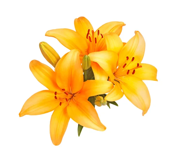 Pojedynczy Klaster Jasne Pomarańczowe Kwiaty Lilii Azjatyckich Hybrydy Białym Tle — Zdjęcie stockowe