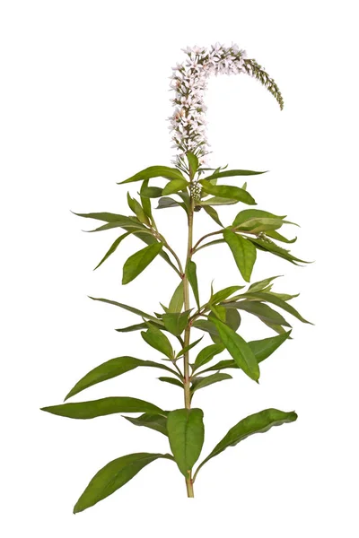 Ενιαίο Λουλούδι Στέλεχος Και Φύλλα Του Gooseneck Loosestrife Λυσιμαχία Clethroides — Φωτογραφία Αρχείου