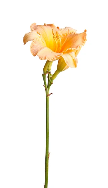 Enkele Stengel Met Een Oranje Gele Daglelies Bloem Olus Ongeopende — Stockfoto