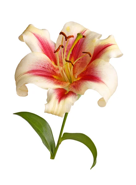 白い背景に対して隔離される Orienpet リリー ハイブリッドの単一の明るい赤および白い花と茎します — ストック写真