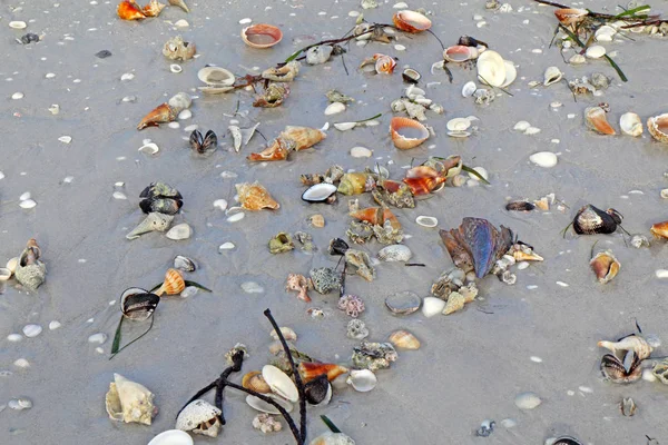 戦闘の巻貝を含む潮し サニベル島 フロリダ州のツブ貝を稲妻の低に浜辺で貝 — ストック写真