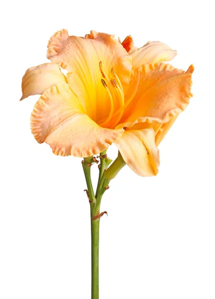 単一の幹細胞 オレンジと黄色のカンゾウの花 Pslus 未開封白い背景に対して分離された芽 — ストック写真