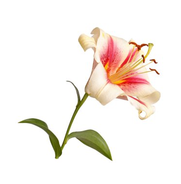 Beyaz bir arka plan karşı izole bir Orienpet lily melez bir tek parlak kırmızı ve beyaz çiçek ile kök