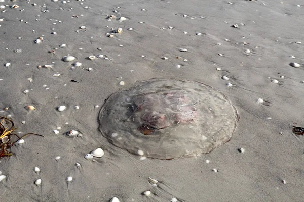 Doorschijnend Maan Gelei Oorkwal Kwallen Gestrand Het Strand Bij Zonsopgang — Stockfoto