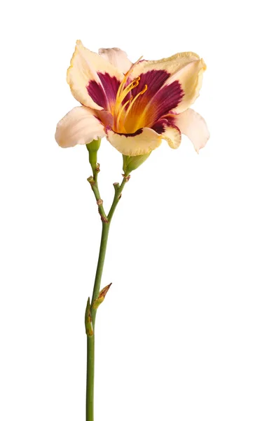 Single Stem Cream Maroon Daylily Flower Hemerocallis Hybrid Unopened Buds — Stock Photo, Image