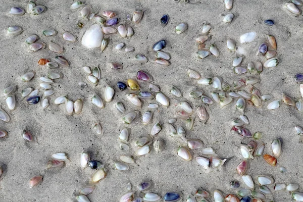 活的椰子或豆瓣 多纳克斯变形金刚 挖掘潮湿的沙子在光明的海滩在萨尼贝尔岛 佛罗里达州 — 图库照片