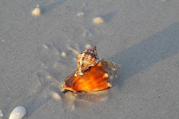 略奪アップル ミュレックス カタツムリ Phyllonotus Pomum を攻撃し サニベル島灯台ビーチ フロリダ戦闘コンシュ Strombus Alatus — ストック写真