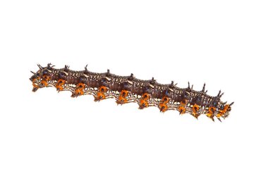 Beyaz bir arka plan karşı izole Tırtıllı ortak buckeye kelebek (Junonia coenia)