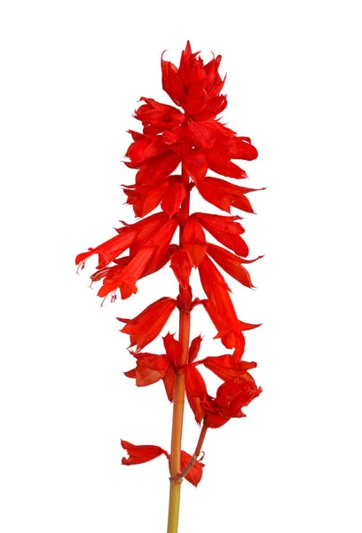 Tallo Flores Anuales Salvia Roja Salvia Splendens Aisladas Sobre Fondo — Foto de Stock