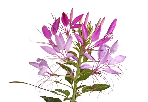 葉と茎と白い背景に対して分離された Cleome またはくも花 Cleome Hassleriana のピンクと紫の花 — ストック写真
