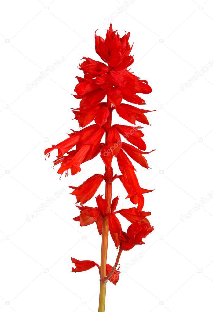 Stem of annual, red salvia flowers (Salvia splendens) isolated against a white background
