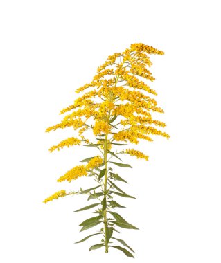 Yaprakları ve altın başak beyaz bir arka plan karşı izole (muhtemelen Solidago canadensis veya S. altissima) sarı çiçekleri ile kök