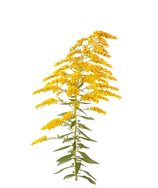 茎与叶子和黄色的花的金棒 可能是团结的 Canadensis Altissima 在白色背景隔离 — 图库照片