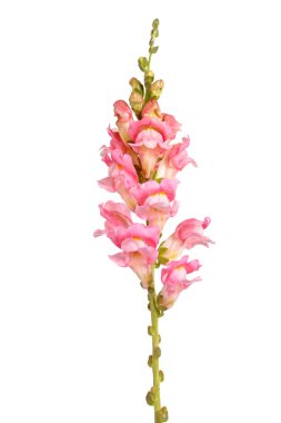 Beyaz bir arka plan karşı izole aslanağızları (aslanağzı majus) pembe ve beyaz çiçekleri ile tek kök