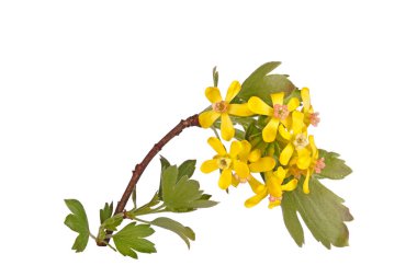 Stem with many yellow flowers of the North American native clove currant (Ribes odoratum) isolated against a white background