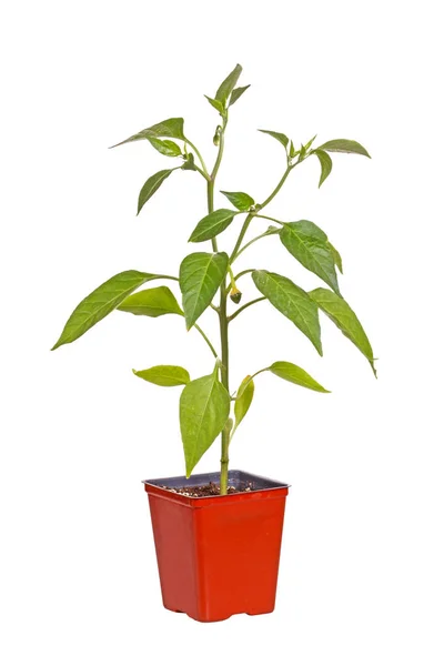 Einzelner Sämling Einer Paprika Paprika Annuum Mit Knospen Und Sich — Stockfoto