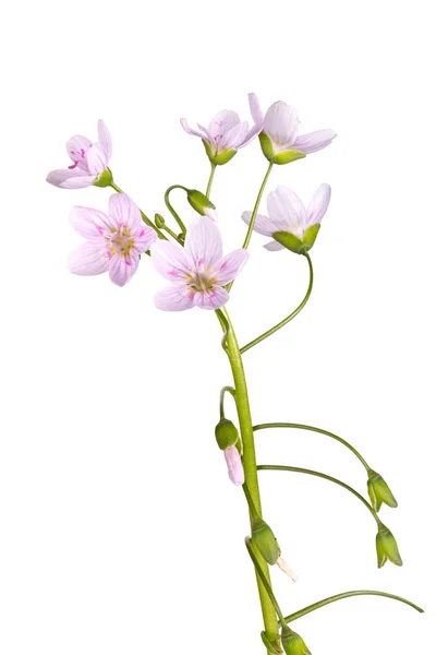 Stem Several Open Flowers Spring Beauty Wildflower Claytonia Virginica Isolated — Stockfoto