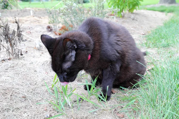 Eine Ganz Schwarze Hauskatze Felis Catus Mit Rotem Halsband Frisst — Stockfoto