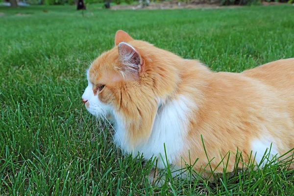 Eine Orangefarbene Und Weiße Hauskatze Felis Catus Entspannt Sich Einem — Stockfoto