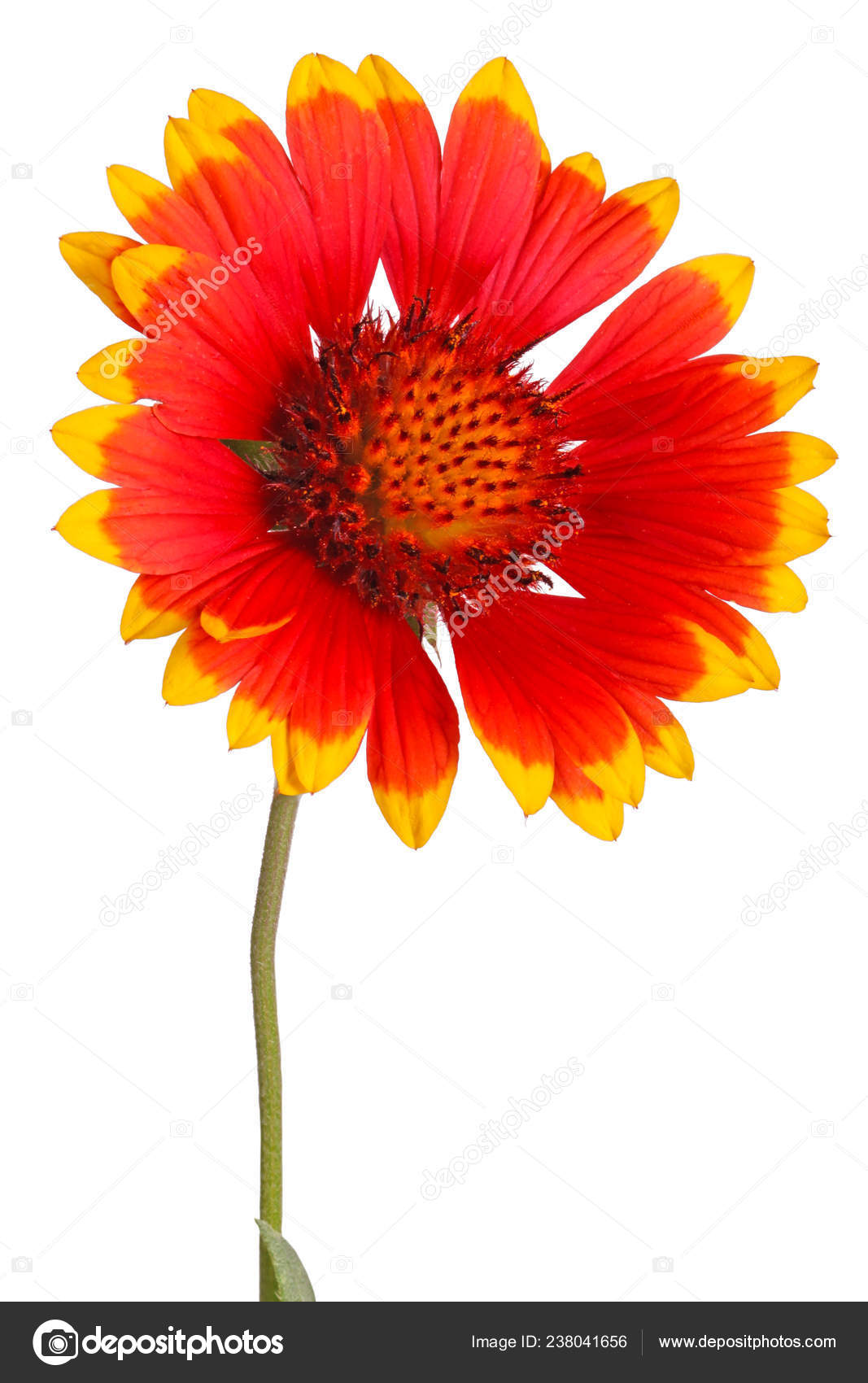 Fleur Rouge Jaune Gaillarde Indien Vivace également Connu