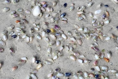 Live coquina or bean clams (Donax variabilis) digging into wet sand of Lighthouse Beach on Sanibel Island, Florida clipart