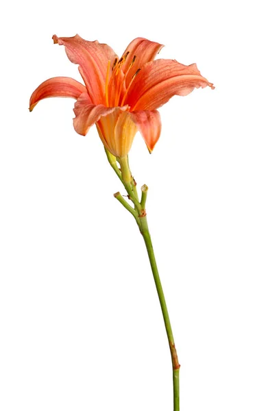 Beyaz Bir Arka Plan Karşı Izole Tek Kök Pembe Daylily — Stok fotoğraf