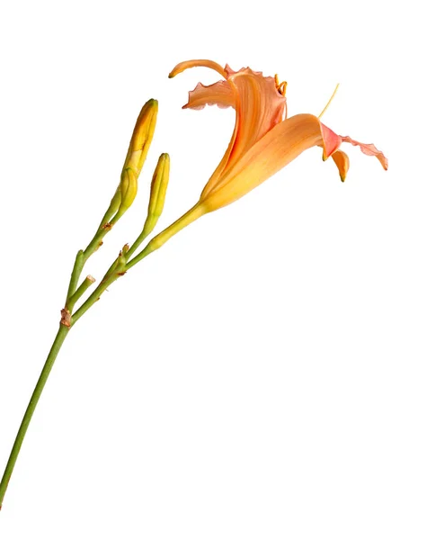 ピンクと黄色のカンゾウの花 キスゲ ハイブリッド プラス白い背景に対して分離された未開封の芽と単一の茎の側面図 — ストック写真