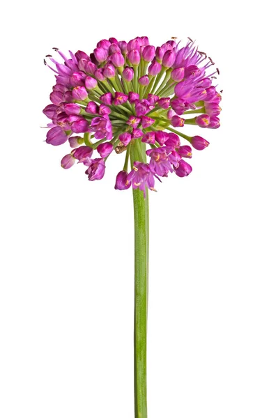 Стовбур Фіолетовою Квітковою Головою Декоративної Цибулі Аллієві Горіхи Сорт Міленіум — стокове фото