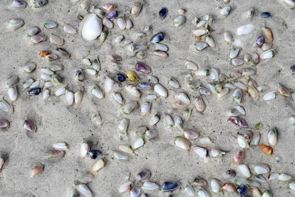 Levande Coquina Eller Bönor Musslor Donax Variabilis Gräva Våt Sand — Stockfoto