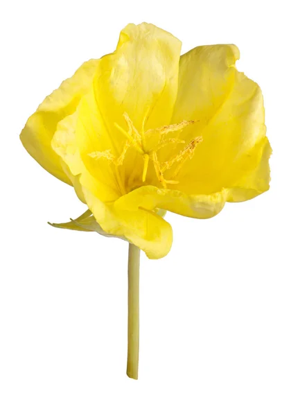 Tige Avec Une Seule Fleur Jaune Vif Onagre Missouri Oenothera — Photo