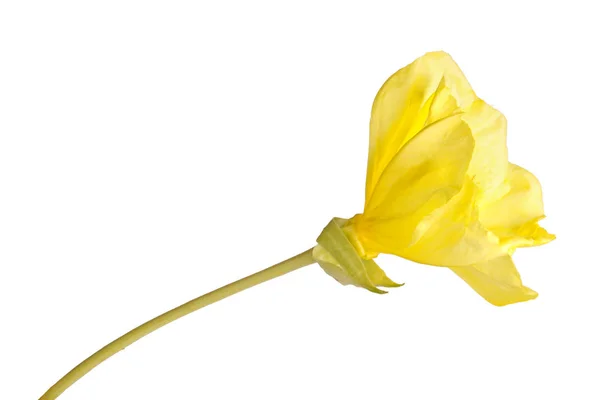 Seitenansicht Eines Stiels Mit Einer Einzigen Leuchtend Gelben Blüte Der — Stockfoto