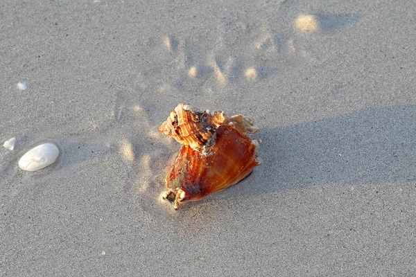 略奪アップル ミュレックス カタツムリ Phyllonotus Pomum を攻撃し サニベル島灯台ビーチ フロリダ戦闘コンシュ Strombus Alatus — ストック写真