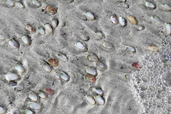 Coquina Viva Amêijoas Feijão Donax Variabilis Cavando Areia Molhada Lighthouse — Fotografia de Stock