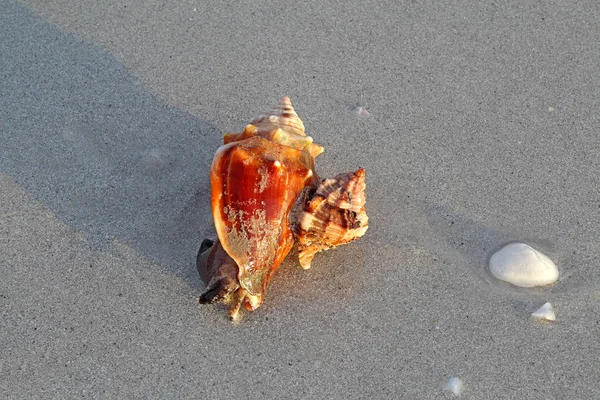 略奪アップル ミュレックス カタツムリ Phyllonotus Pomum を攻撃し サニベル島灯台ビーチ フロリダ戦闘コンシュ Strombus Alatus — ストック写真