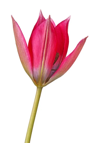 Flor Única Uma Cultivar Tulipa Vermelho Arroxeada Espécie Tulipa Isolada — Fotografia de Stock